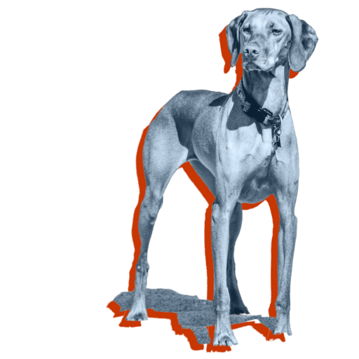 http://vizwhizz.flywheelsites.com/wp-content/uploads/2023/03/cropped-Dog-standing-light-blue-grey-orange-10-2.png